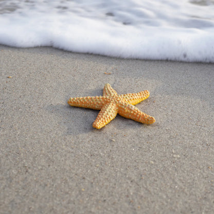 Safari LTD® | Zeedieren | Zeester